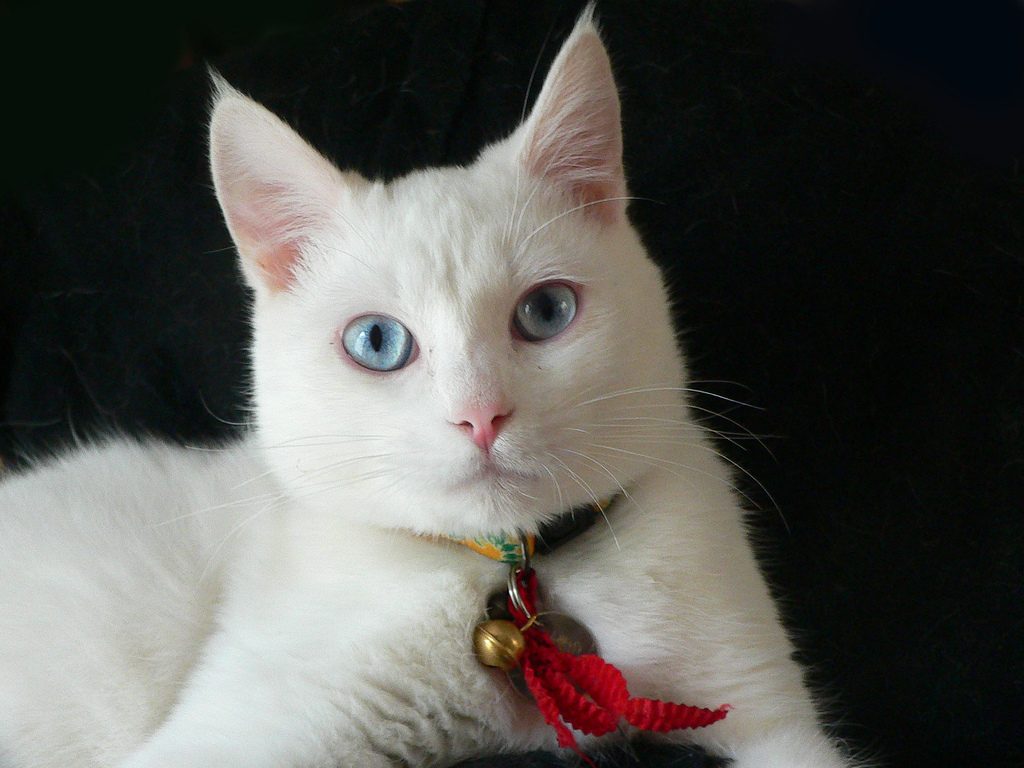 cute white cat